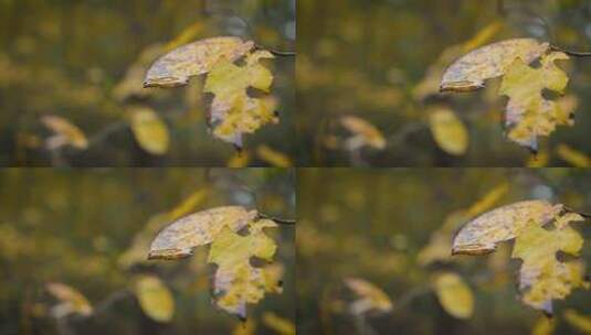 秋季雨后泛黄枯叶上的水滴特写高清在线视频素材下载