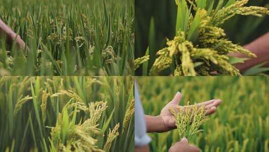 手抚摸稻穗 水稻丰收 乡村振兴 美丽乡村高清在线视频素材下载