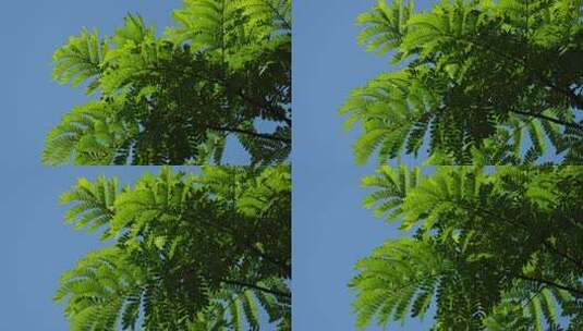 夏天风吹树叶阳光绿色唯美光影高清在线视频素材下载
