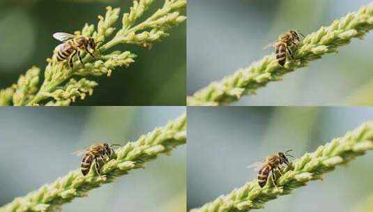 蜜蜂停留在绿色植物上高清在线视频素材下载