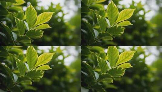 特写夏天阳光下的绿色树叶高清在线视频素材下载