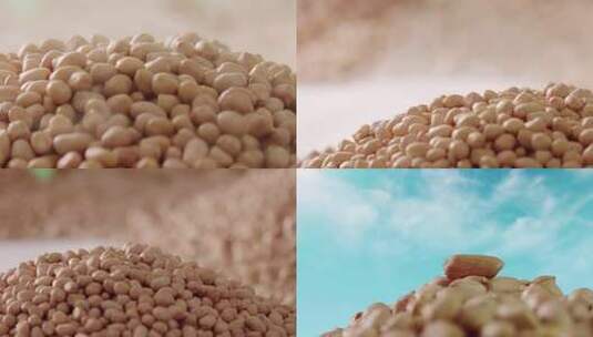 微距特写花生素材高清在线视频素材下载