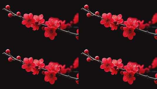 红色梅花特写高清在线视频素材下载