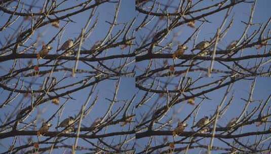 树枝上停留小鸟深秋立冬悲凉凄凉萧瑟高清在线视频素材下载