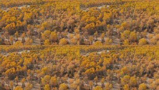 秋天胡杨林俯瞰景象高清在线视频素材下载