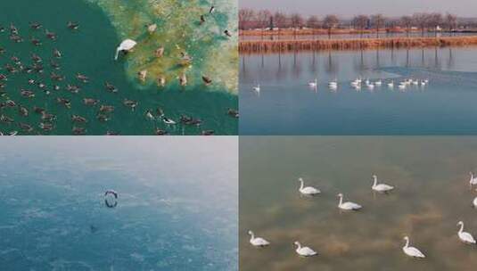 【开放式结尾】高青：生态之约群鸟嬉戏高清在线视频素材下载