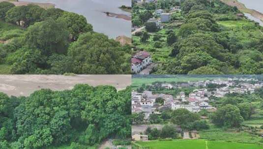 江西金溪：十里樟堤古樟树成群乡愁浓浓高清在线视频素材下载