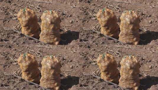 田地里袋装土豆高清在线视频素材下载