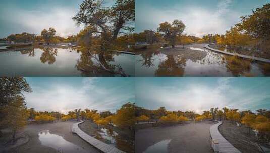 额济纳胡杨林小火车内蒙古风景秋天胡杨高清在线视频素材下载