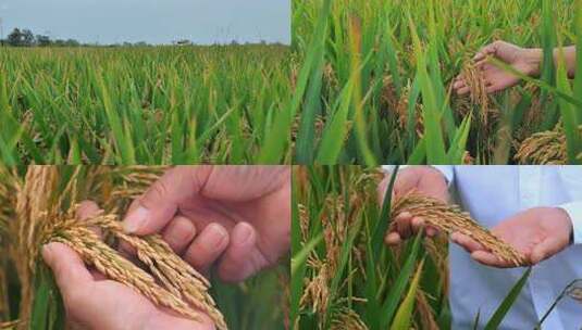 水稻稻田粮食丰收大米稻谷农民喜悦高清在线视频素材下载