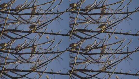 树枝上停留小鸟深秋立冬悲凉凄凉萧瑟情绪高清在线视频素材下载