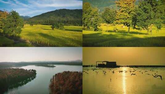 唯美金色秋天阳光高清在线视频素材下载