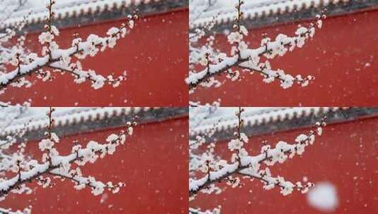 故宫红墙白雪梅花飘雪唯美意境视频高清在线视频素材下载