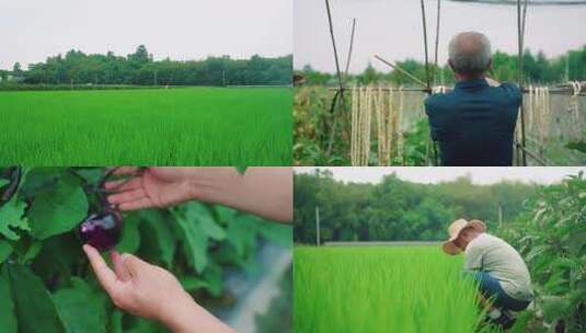 农田 田间 乡间生活 三农 乡村生活高清在线视频素材下载