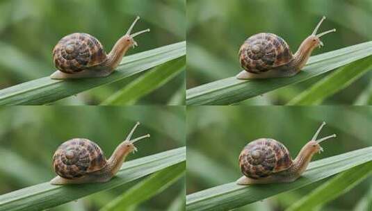蜗牛绿叶爬行雨后慢生活生态特写视频高清在线视频素材下载
