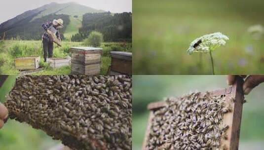 养蜂人蜜蜂高清在线视频素材下载