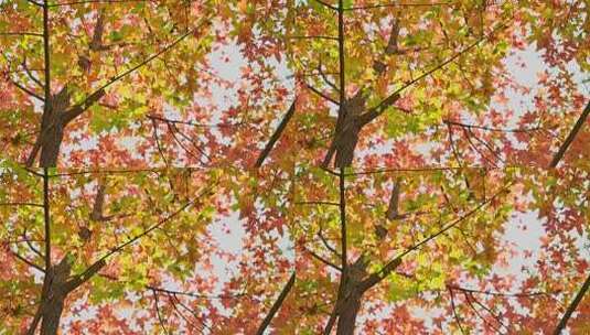 秋日枫树多彩树叶特写高清在线视频素材下载