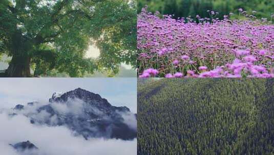 情绪意境自然快切空镜高清在线视频素材下载