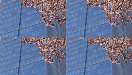 春天有樱花的商务写字楼玻璃幕墙高清在线视频素材下载