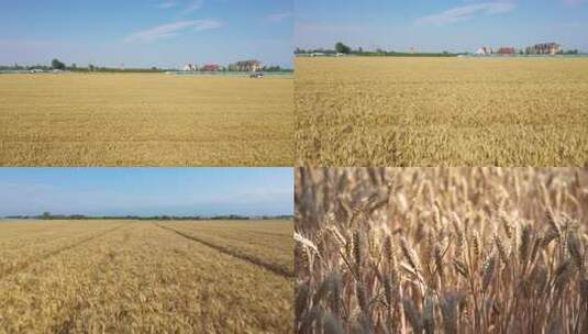 4k小麦成熟金色麦田粮食丰收高清在线视频素材下载