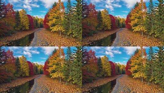 秋日林间铺满落叶的小路高清在线视频素材下载