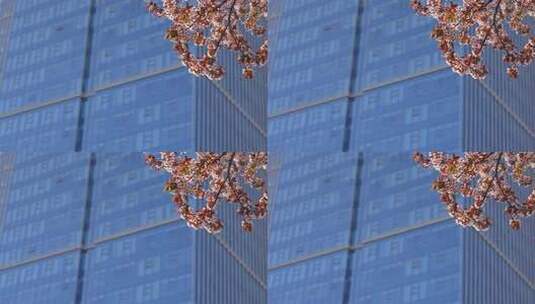 春天有樱花的商务写字楼玻璃幕墙高清在线视频素材下载