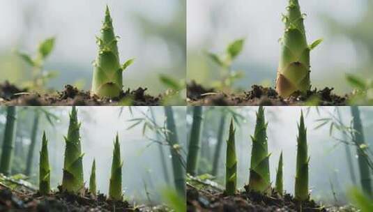 竹林中破土而出的鲜嫩竹笋高清在线视频素材下载