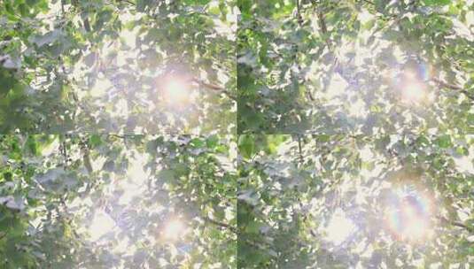 阳光透过枝繁叶茂的树叶照射进来高清在线视频素材下载