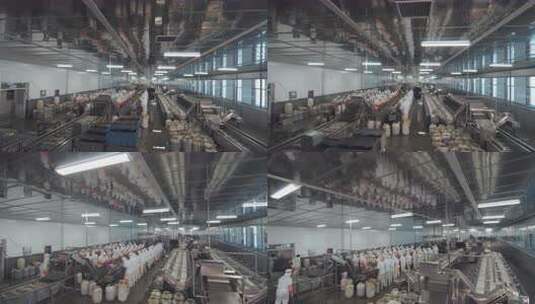 海参加工生产线工人在流水线上处理海鲜高清在线视频素材下载