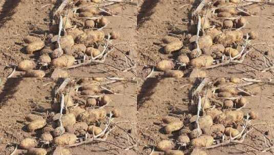 田地里的土豆收获场景高清在线视频素材下载