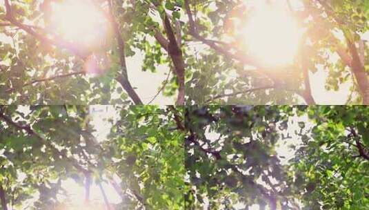 阳光透过枝繁叶茂的树叶照射进来高清在线视频素材下载