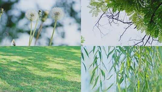 夏天阳光树叶立夏夏至小暑大暑夏日小清新高清在线视频素材下载