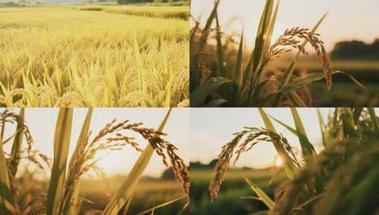 金黄稻田全景高清在线视频素材下载