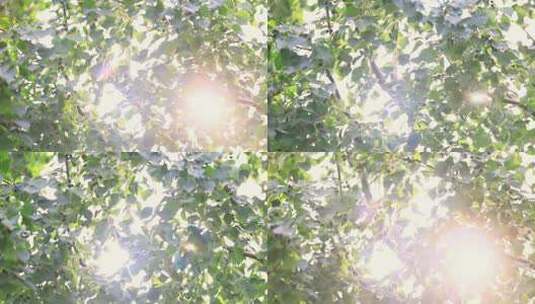 阳光透过枝繁叶茂的树叶照射进来高清在线视频素材下载