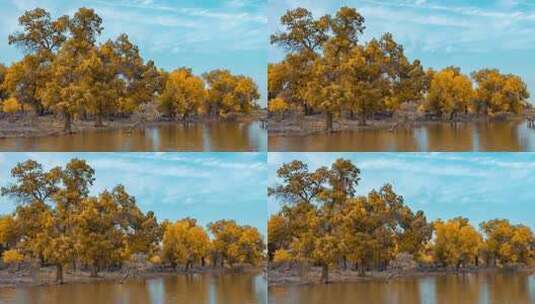 额济纳胡杨林小火车内蒙古风景秋天胡杨高清在线视频素材下载
