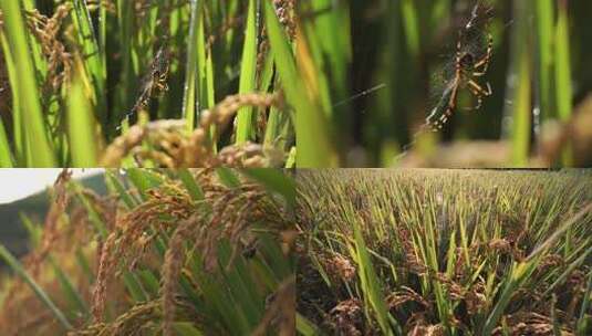 成熟稻穗特写素材高清在线视频素材下载