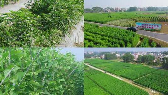 乡村公路旁的绿色农田景象高清在线视频素材下载