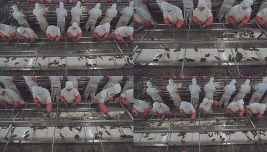 海参加工生产线工人在流水线上处理海鲜高清在线视频素材下载