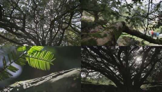 古树千年香榧树【原创】高清在线视频素材下载