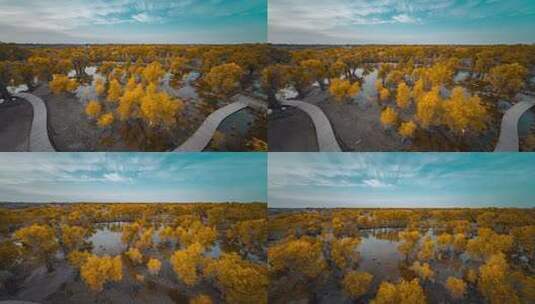 额济纳胡杨林小火车内蒙古风景秋天胡杨高清在线视频素材下载