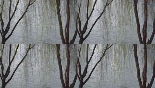 春天柳树发芽柳枝随风摆动高清在线视频素材下载