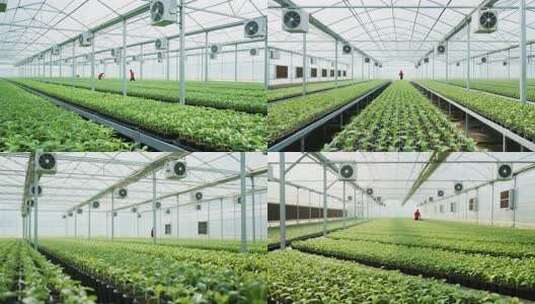 温室大棚内蔬菜种植场景高清在线视频素材下载