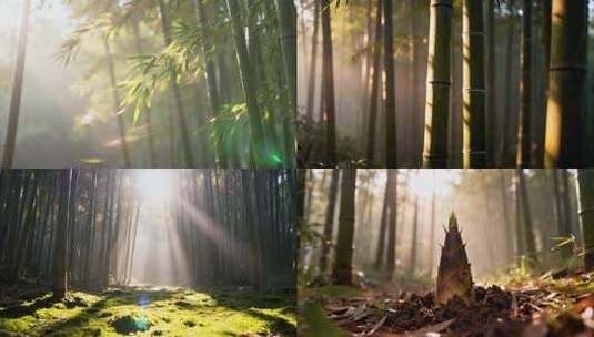 竹林光影意境画面翠竹绿色竹子高清在线视频素材下载