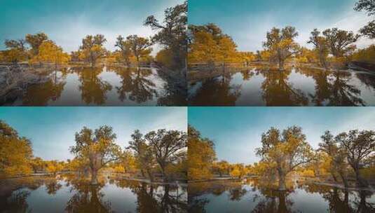 额济纳胡杨林小火车内蒙古风景秋天胡杨高清在线视频素材下载