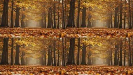 秋季森林铺满落叶的林间小道高清在线视频素材下载