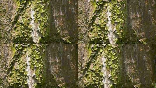 4K溪水青苔流动的水实拍视频高清在线视频素材下载