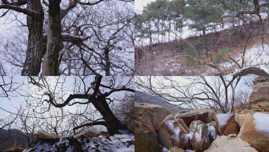 山间雪景雪地枯木积雪高清在线视频素材下载