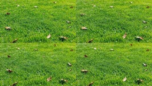 阳光下绿色草坪散落枯叶秋季背景视频高清在线视频素材下载