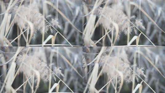 芦苇  花 干芦苇 被子植物 芦苇毛高清在线视频素材下载