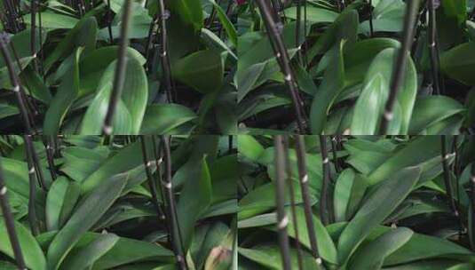 绿叶 叶脉 植物 自然 清新 绿色高清在线视频素材下载